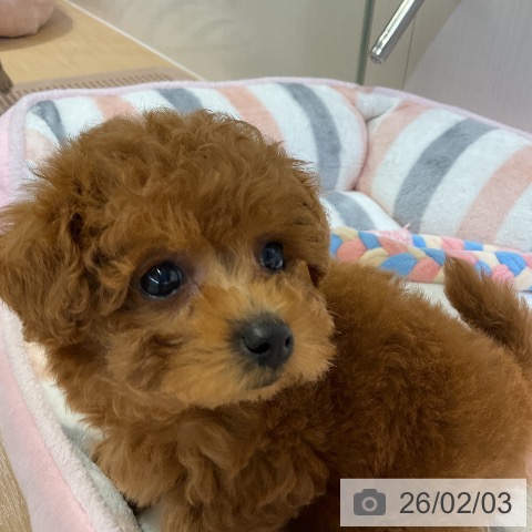 トイ・プードルの写真