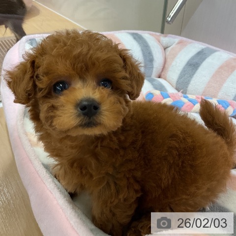 トイ・プードルの写真