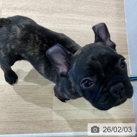 三重県のフレンチブルドッグ (ペットプラス 鈴鹿店/2025年12月3日生まれ/男の子/ブリンドル)の子犬の4枚目の画像