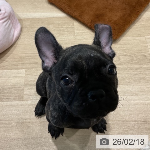三重県のフレンチブルドッグ (ペットプラス 鈴鹿店/2025年12月3日生まれ/男の子/ブリンドル)の子犬の4枚目の画像