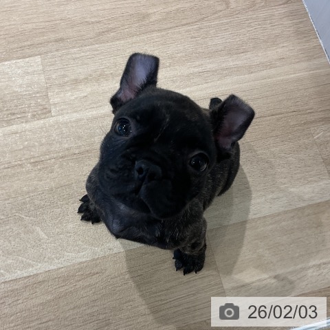 三重県のフレンチブルドッグ (ペットプラス 鈴鹿店/2025年12月3日生まれ/男の子/ブリンドル)の子犬の3枚目の画像