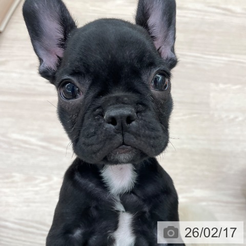 愛知県のフレンチブルドッグ (ペットプラス 豊田店/2025年12月3日生まれ/女の子/ブリンドル)の子犬の4枚目の画像