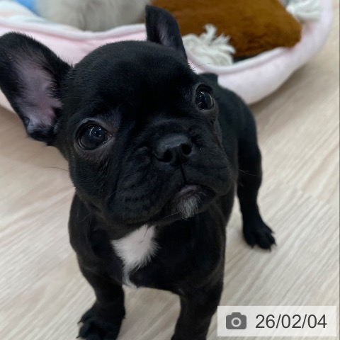 愛知県のフレンチブルドッグ (ペットプラス 豊田店/2025年12月3日生まれ/女の子/ブリンドル)の子犬の3枚目の画像