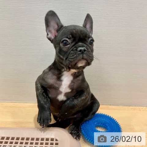 愛知県のフレンチブルドッグ (ペットプラス 名古屋茶屋店/2025年12月3日生まれ/女の子/ブリンドル)の子犬の4枚目の画像