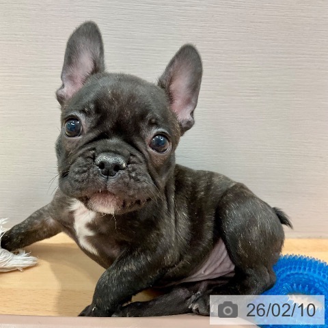 愛知県のフレンチブルドッグ (ペットプラス 名古屋茶屋店/2025年12月3日生まれ/女の子/ブリンドル)の子犬の3枚目の画像