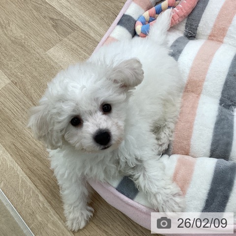 愛知県のビションフリーゼ (ペットプラス 千音寺店/2025年11月29日生まれ/男の子/ホワイト)の子犬の4枚目の画像