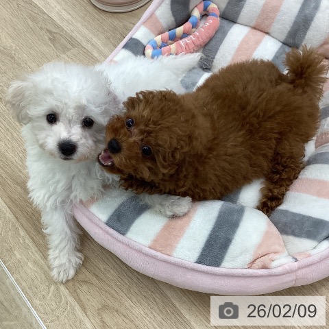 愛知県のビションフリーゼ (ペットプラス 千音寺店/2025年11月29日生まれ/男の子/ホワイト)の子犬の3枚目の画像