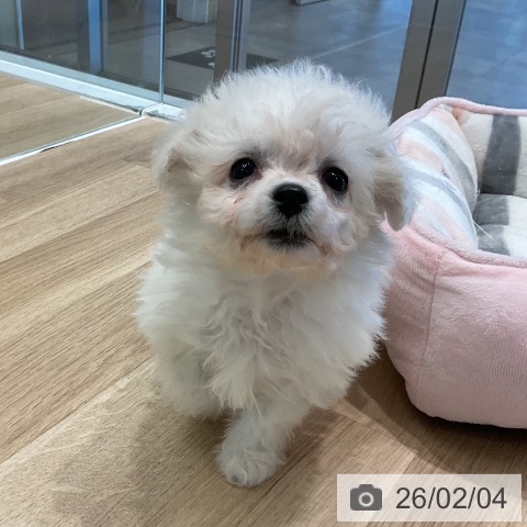 愛知県のビションフリーゼ (ペットプラス 熱田店/2025年11月29日生まれ/女の子/ホワイト)の子犬の3枚目の画像