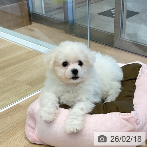 愛知県のビションフリーゼ (ペットプラス 熱田店/2025年11月29日生まれ/女の子/ホワイト)の子犬の4枚目の画像