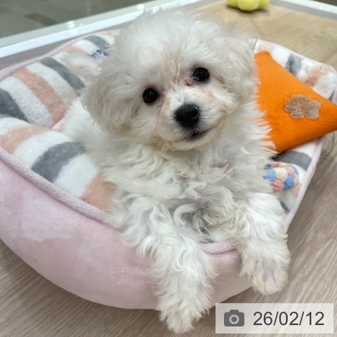 愛知県のビションフリーゼ (ペットプラス 豊田店/2025年11月29日生まれ/女の子/ホワイト)の子犬の4枚目の画像