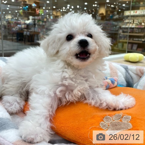 愛知県のビションフリーゼ (ペットプラス 豊田店/2025年11月29日生まれ/女の子/ホワイト)の子犬の3枚目の画像