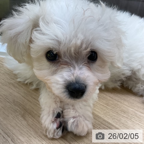 愛知県のビションフリーゼ (ペットプラス mozoワンダーシティ店/2025年11月29日生まれ/女の子/ホワイト)の子犬の4枚目の画像