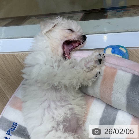 愛知県のビションフリーゼ (ペットプラス mozoワンダーシティ店/2025年11月29日生まれ/女の子/ホワイト)の子犬の3枚目の画像