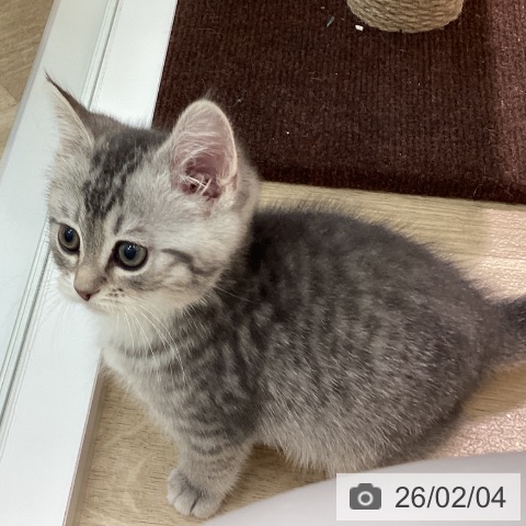 ミヌエットの写真