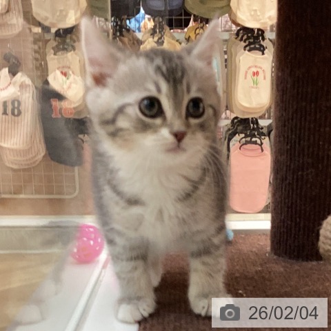 ミヌエットの写真