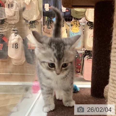 ミヌエットの写真