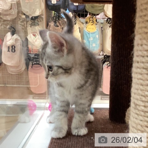 ミヌエットの写真