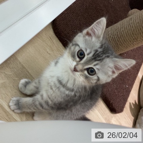 ミヌエットの写真