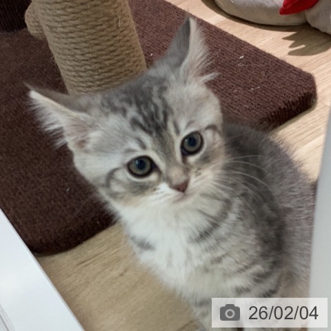 ミヌエットの写真