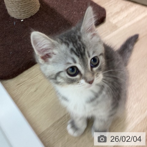 ミヌエットの写真