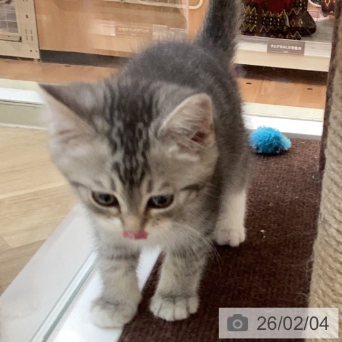 ミヌエットの写真