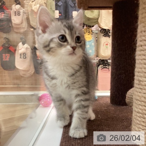 ミヌエットの写真