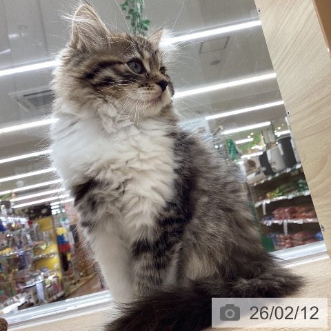 愛知県のサイベリアン (ペットプラス 豊橋牧野店/2025年11月26日生まれ/女の子/ブラウンタビーホワイト)の子猫の4枚目の画像