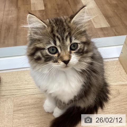 愛知県のサイベリアン (ペットプラス 豊橋牧野店/2025年11月26日生まれ/女の子/ブラウンタビーホワイト)の子猫の3枚目の画像