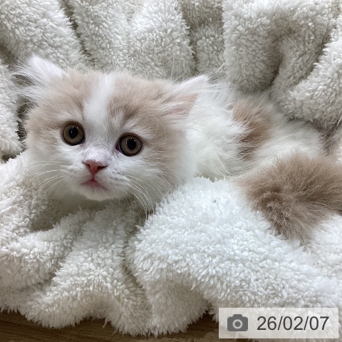 ミヌエットの写真