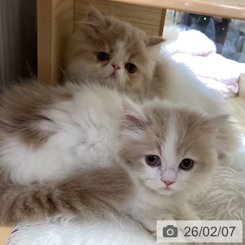 ミヌエットの写真