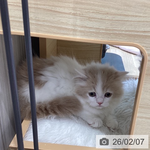 ミヌエットの写真