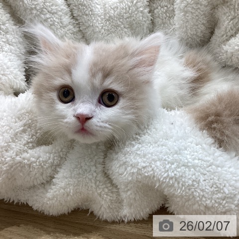 ミヌエットの写真