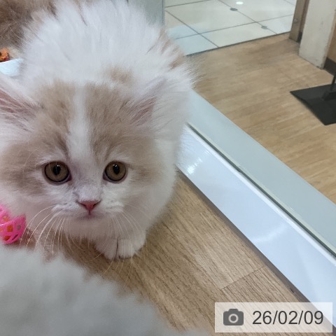 愛知県のミヌエット (ペットプラス ナゴヤドーム前店/2025年11月30日生まれ/男の子/クリームタビーホワイト)の子猫の4枚目の画像