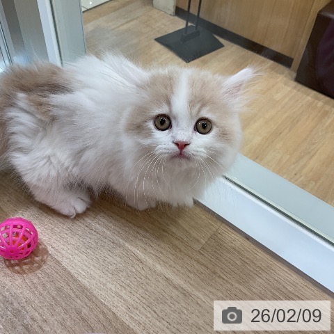 愛知県のミヌエット (ペットプラス ナゴヤドーム前店/2025年11月30日生まれ/男の子/クリームタビーホワイト)の子猫の3枚目の画像