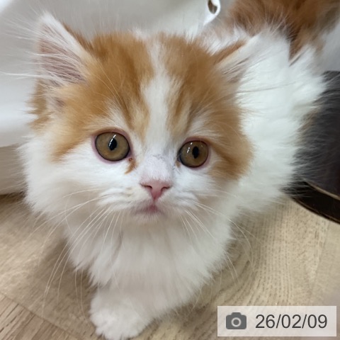 愛知県のミヌエット (ペットプラス 岡崎店/2025年11月30日生まれ/女の子/レッドタビーホワイト)の子猫の3枚目の画像