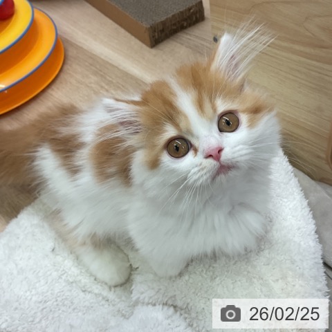 愛知県のミヌエット (ペットプラス 豊田店/2025年11月30日生まれ/女の子/レッドタビーホワイト)の子猫の4枚目の画像