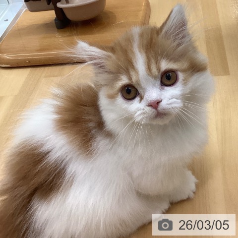 愛知県のミヌエット (ペットプラス 豊田店/2025年11月30日生まれ/女の子/レッドタビーホワイト)の子猫の3枚目の画像