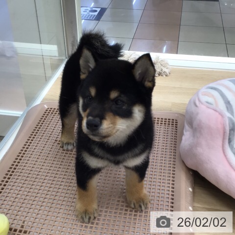 岐阜県の柴犬(標準サイズ) (ペットプラス 各務原店/2025年12月3日生まれ/男の子/黒)の子犬の3枚目の画像