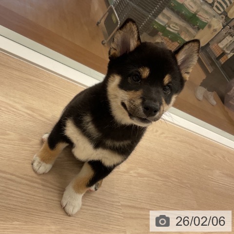 福井県の柴犬(標準サイズ) (ペットプラス 福井店/2025年12月3日生まれ/女の子/黒)の子犬の3枚目の画像