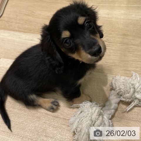 愛知県のミニチュアダックスフンド(ロング) (ペットプラス 則武新町店/2025年12月4日生まれ/男の子/ブラックタン)の子犬の4枚目の画像