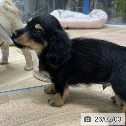 愛知県のミニチュアダックスフンド(ロング) (ペットプラス 則武新町店/2025年12月4日生まれ/男の子/ブラックタン)の子犬の3枚目の画像