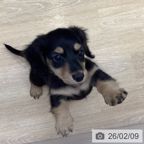 三重県のミニチュアダックスフンド(ロング) (ペットプラス 四日市泊店/2025年12月4日生まれ/男の子/ブラックタン)の子犬の3枚目の画像