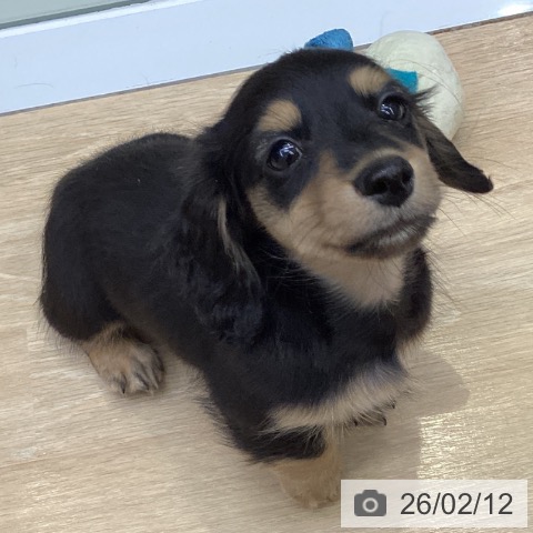 三重県のミニチュアダックスフンド(ロング) (ペットプラス 四日市泊店/2025年12月4日生まれ/男の子/ブラックタン)の子犬の3枚目の画像