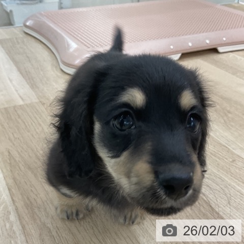 愛知県のミニチュアダックスフンド(ロング) (ペットプラス 豊橋牧野店/2025年12月4日生まれ/男の子/ブラックイエロー)の子犬の4枚目の画像