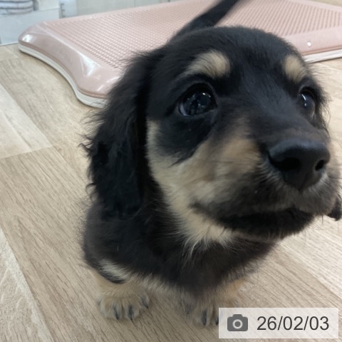 愛知県のミニチュアダックスフンド(ロング) (ペットプラス 豊橋牧野店/2025年12月4日生まれ/男の子/ブラックイエロー)の子犬の3枚目の画像