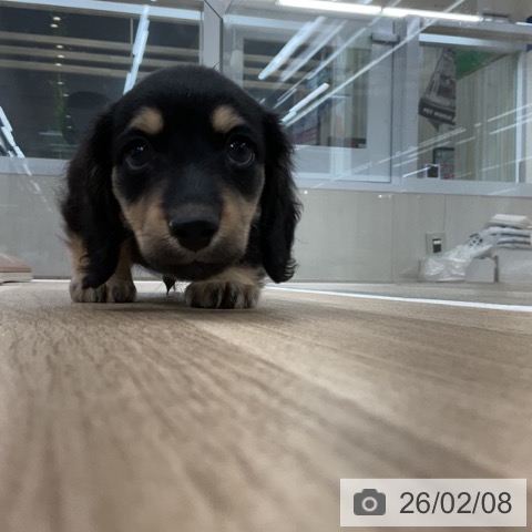 愛知県のミニチュアダックスフンド(ロング) (ペットプラス 豊橋牧野店/2025年12月4日生まれ/男の子/ブラックイエロー)の子犬の4枚目の画像