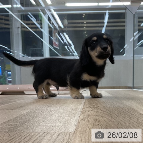 愛知県のミニチュアダックスフンド(ロング) (ペットプラス 豊橋牧野店/2025年12月4日生まれ/男の子/ブラックイエロー)の子犬の3枚目の画像