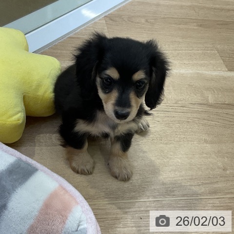 愛知県のミニチュアダックスフンド(ロング) (ペットプラス mozoワンダーシティ店/2025年12月4日生まれ/女の子/ブラックイエロー)の子犬の4枚目の画像