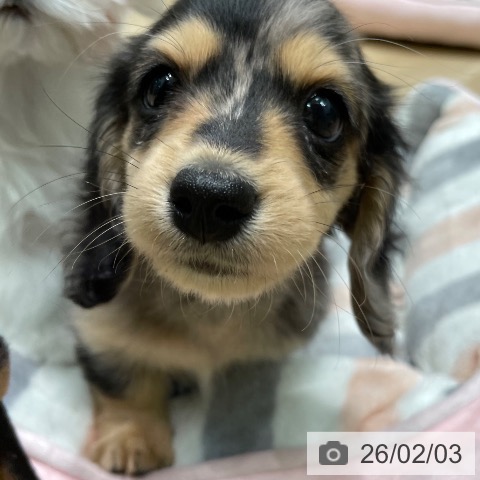 愛知県のミニチュアダックスフンド(ロング) (ペットプラス 則武新町店/2025年12月4日生まれ/女の子/シルバーダップル)の子犬の4枚目の画像