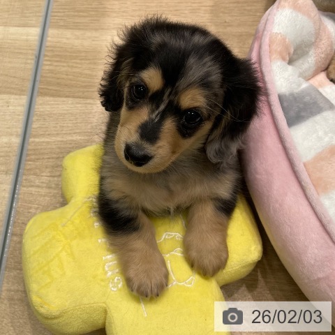 愛知県のミニチュアダックスフンド(ロング) (ペットプラス 則武新町店/2025年12月4日生まれ/女の子/シルバーダップル)の子犬の3枚目の画像